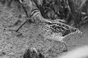 Preserving Our Heritage - The Crucial Role of Wetlands for African Snipe Conservation