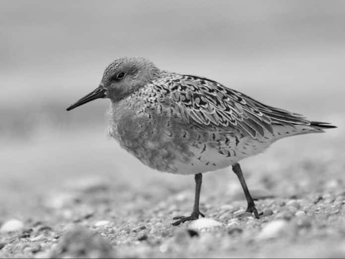 Red Knot in Tanzania - A Spectacle of Beauty and Resilience on the African Coast