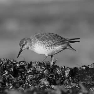 Red Knots in Focus - Exploring their Habitat, Migration, and Marvels in Tanzania!