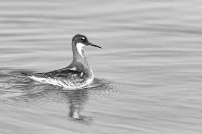 Red-Necked Phalarope in Tanzania - Witnessing the Aerial Ballet over Tanzanian Lakes