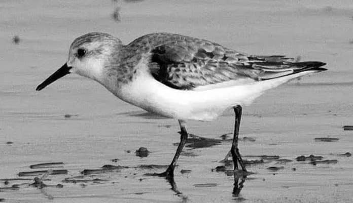 Sanderling Sojourn in Tanzania - Observing the Migratory Marvels of the Shores