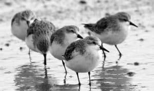 Sky Ballets and Seaside Stories - A Tale of the Whimsical Migration Patterns of Sanderlings in Tanzania!