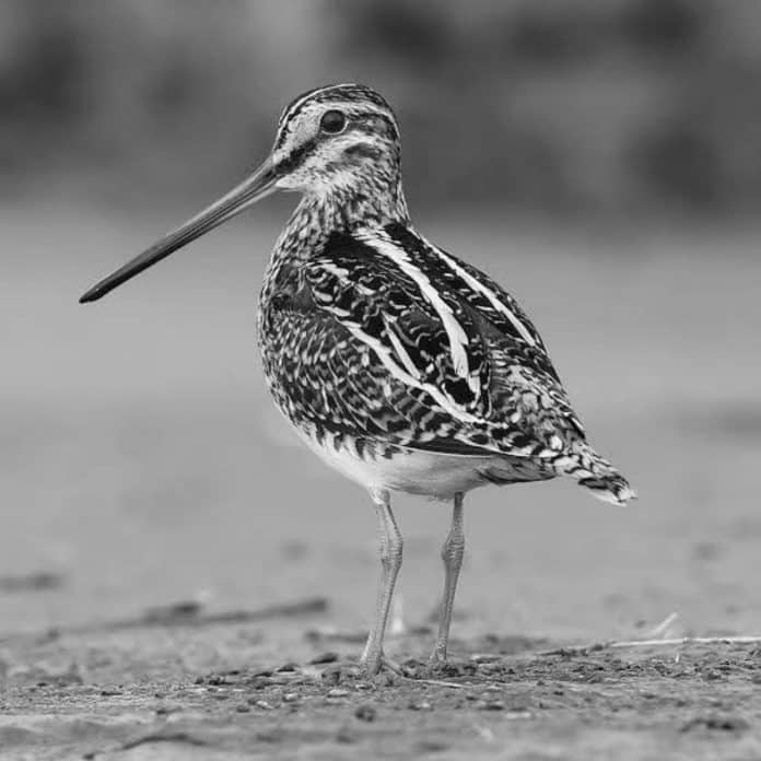 Unveiling the Secret Lives of Common Snipe in Tanzania Insights into their Migration Patterns and Breeding Habits