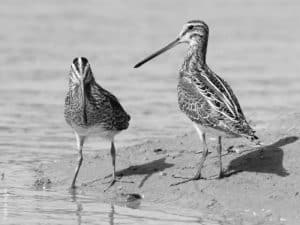 Whispers in the Reeds - The Enigmatic Lives of Tanzanian Common Snipe