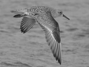 Wings in Motion - Join the Annual Extravaganza of the Red Knots in Tanzania's Skies!