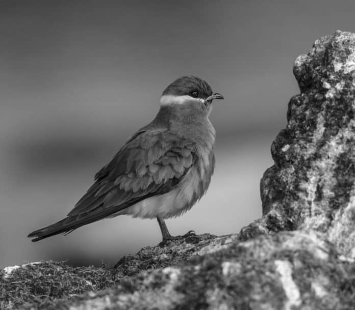A Rock Pratincole Spectacle on the Tanzanian Riviera