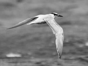 Across Continents - Tracing the Journey of Tanzania's Black-Naped Terns!