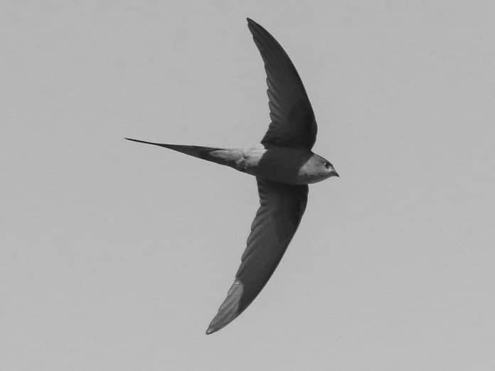 African Palm-Swift in Tanzania - Graceful Flyers in the Palms of Tanzania