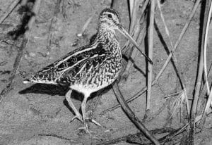 African Skies, African Snipe - Insights into Migration Patterns in Tanzania