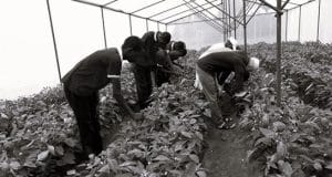 Horticulture farming