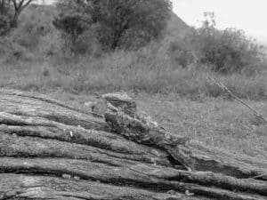 Assessing Conservation Challenges and Threats to Tanzania's Donaldson-Smith’s Nightjar!