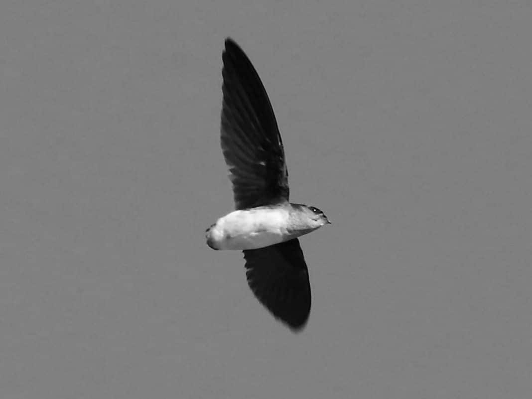 Bat-Like Spinetail in Tanzania: Unveiling the Flight Secrets of a ...