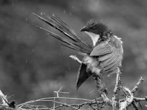 Battling Threats to Save Tanzania's White-Browed Coucal