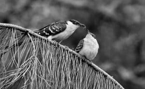 Behavior and Feeding Habits of Tanzania's Great Spotted Cuckoo