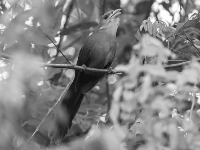 Birdwatcher’s Delight - The Green Malkoha in Tanzania – Habits, Habitats, and More