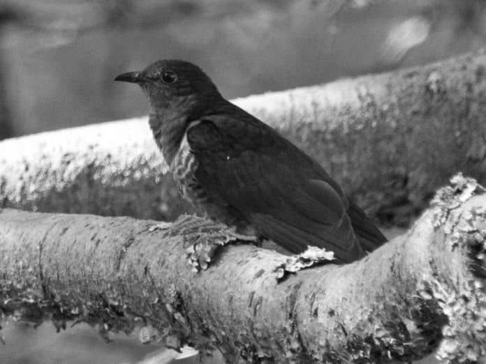 Black Cuckoo in Tanzania - Observations of a Stealthy Songster in the Shadows