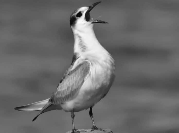 Black-Naped Tern in Tanzania - A Seaside Spectacle of Beauty and Grace