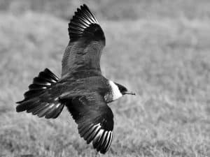 Capture the Majesty Expert Tips for Photographing Tanzania's Skuas and Jaegers in Flight