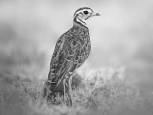 Capturing Elegance in the Wilderness - Expert Tips for Photographing Three-Banded Coursers in their Tanzanian Habitat