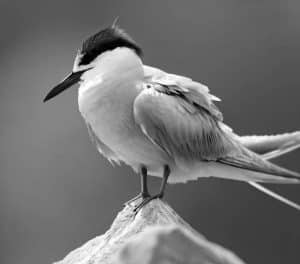 Celebrating the Vital Role of Tanzania's Whiskered Terns!