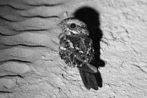 Challenges and Conservation Efforts for Tanzania's Square-Tailed Nightjar!