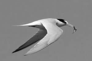 Charting Your Course to Tanzania's Little Tern Sanctuary!