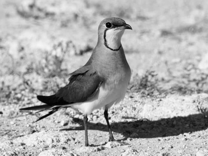 Collared Pratincole in Tanzania - Aerial Acrobats of the Lakes in East Africa