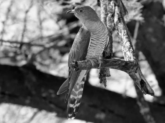 Common Cuckoo in Tanzania - A Migrant’s Tale with Unique Calls and Behavior