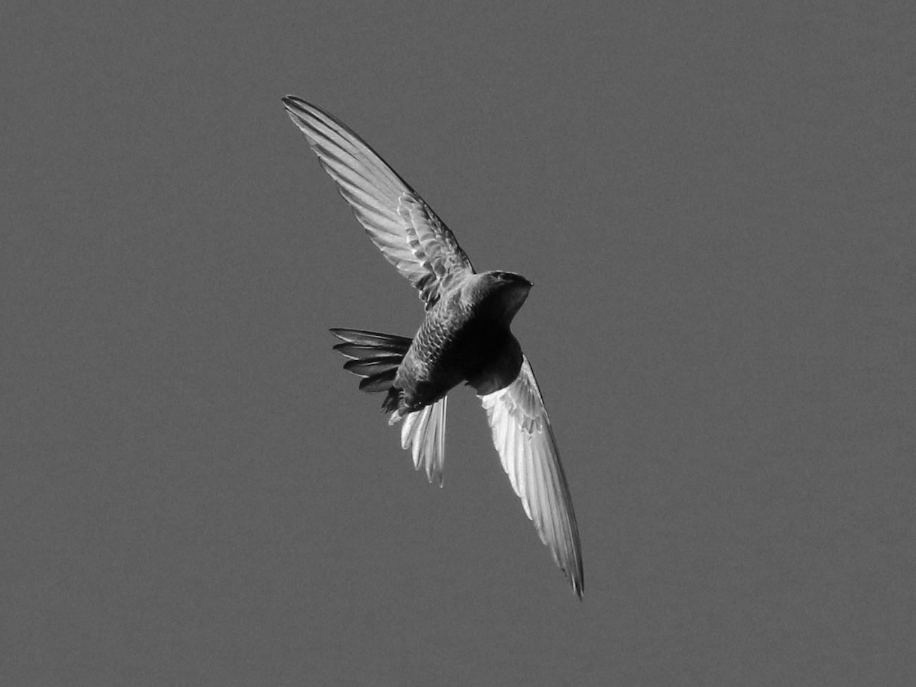 Common Swift in Tanzania: The Global Nomad of Bird Species - Learn More ...