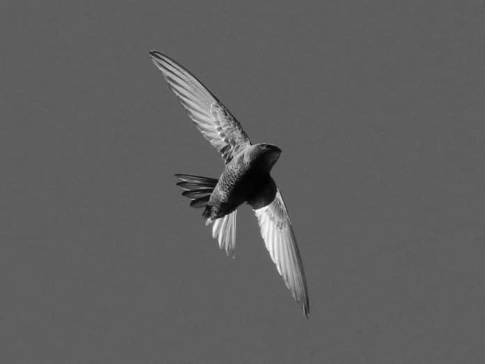 Common Swift in Tanzania - The Global Nomad of Bird Species – Learn More