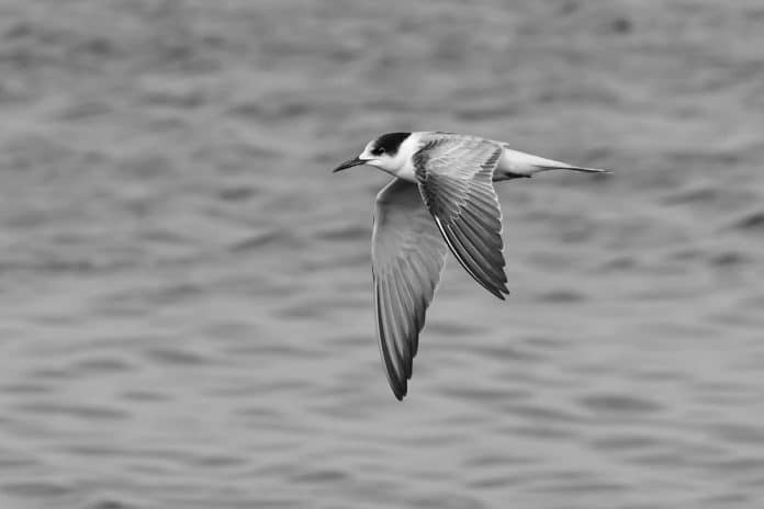 Common Tern in Tanzania - Coastal Charmers of the East African Shores