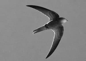 Conservation Crusades for Tanzania's Forbes-Watson’s Swift!