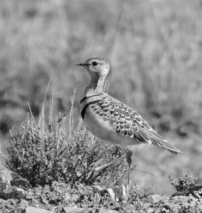Cracking the Code - Insider Tips for Spotting the Double-banded Courser in Tanzania