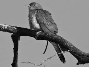 Decoding the Common Calls of the African Cuckoo