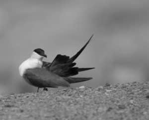 Decoding the Family Secrets of Tanzania's Long-tailed Jaeger!