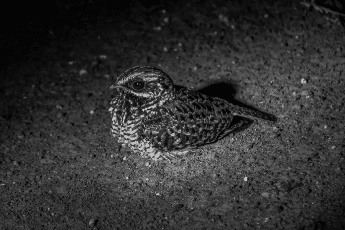 Discover the Fascinating World of Nightjars and Allies in Tanzania - A Guide to Tanzania’s Nocturnal Bird Species