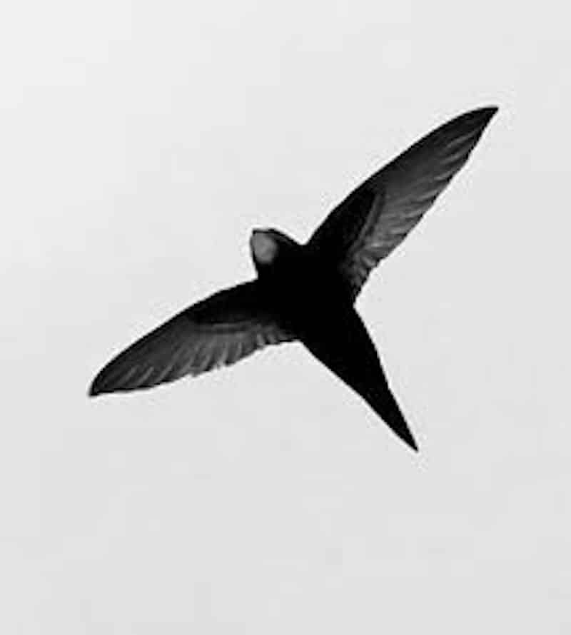 Common Swift in Tanzania: The Global Nomad of Bird Species - Learn More ...