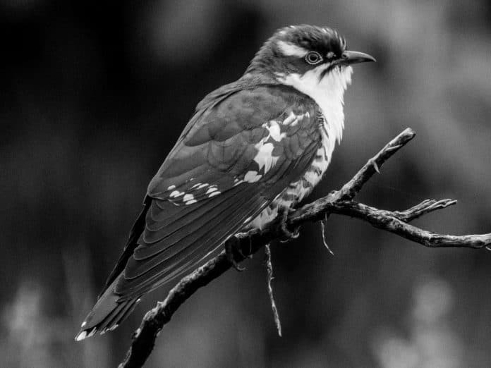 Discovering the Dideric Cuckoo in Tanzania - Calls, Behavior, and Locations