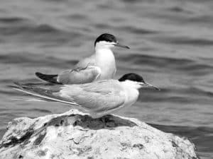 Discovering the Diverse Avian Community Sharing Spaces with Tanzania's Common Terns!