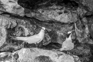 Discovering the Seaside Haunts of Tanzania's Black-Naped Terns!