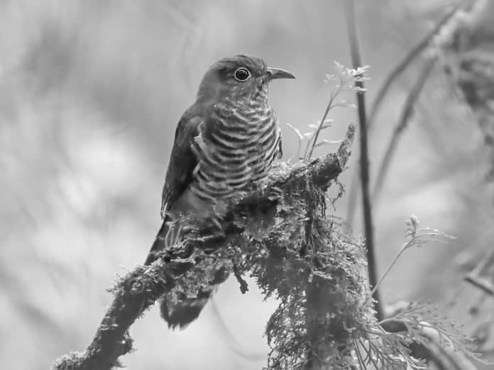 Dusky Long-Tailed Cuckoo in Tanzania - Unraveling the Mysteries of the Forest