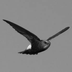 Eco Ambassadors - The Vital Role of Tanzania's Little Swift in Balancing the Ecosystem!