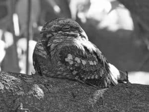 Ecotourism's Role in Safeguarding Tanzania's Square-Tailed Nightjar Homes!