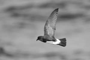 Embark on an Adventure to Witness Tanzania's White-Bellied Storm-Petrels in Flight!