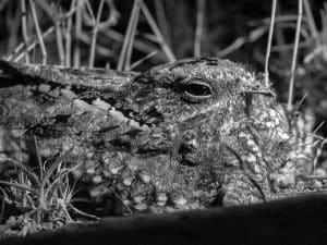 Embracing the Night - Reflecting on the Mysterious Charm of Tanzania's Sombre Nightjar!