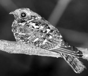 Expert Tips for Capturing Tanzania's Montane Nightjar in Its Element!