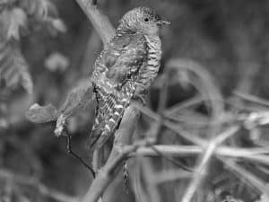 Exploring the African Cuckoo's Physical Charisma and Quirks