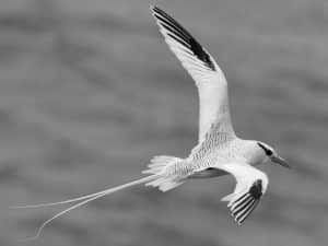 Exploring the Culinary Preferences of Tanzania's Red-Billed Tropicbirds!