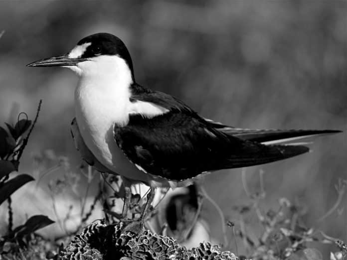 Exploring the Enchanting World of the Sooty Tern in Tanzania - A Must-See for Bird Enthusiasts