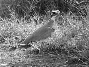 Exploring the Twilight Realm - Habitat and Range of the Bronze-Winged Courser in Tanzania